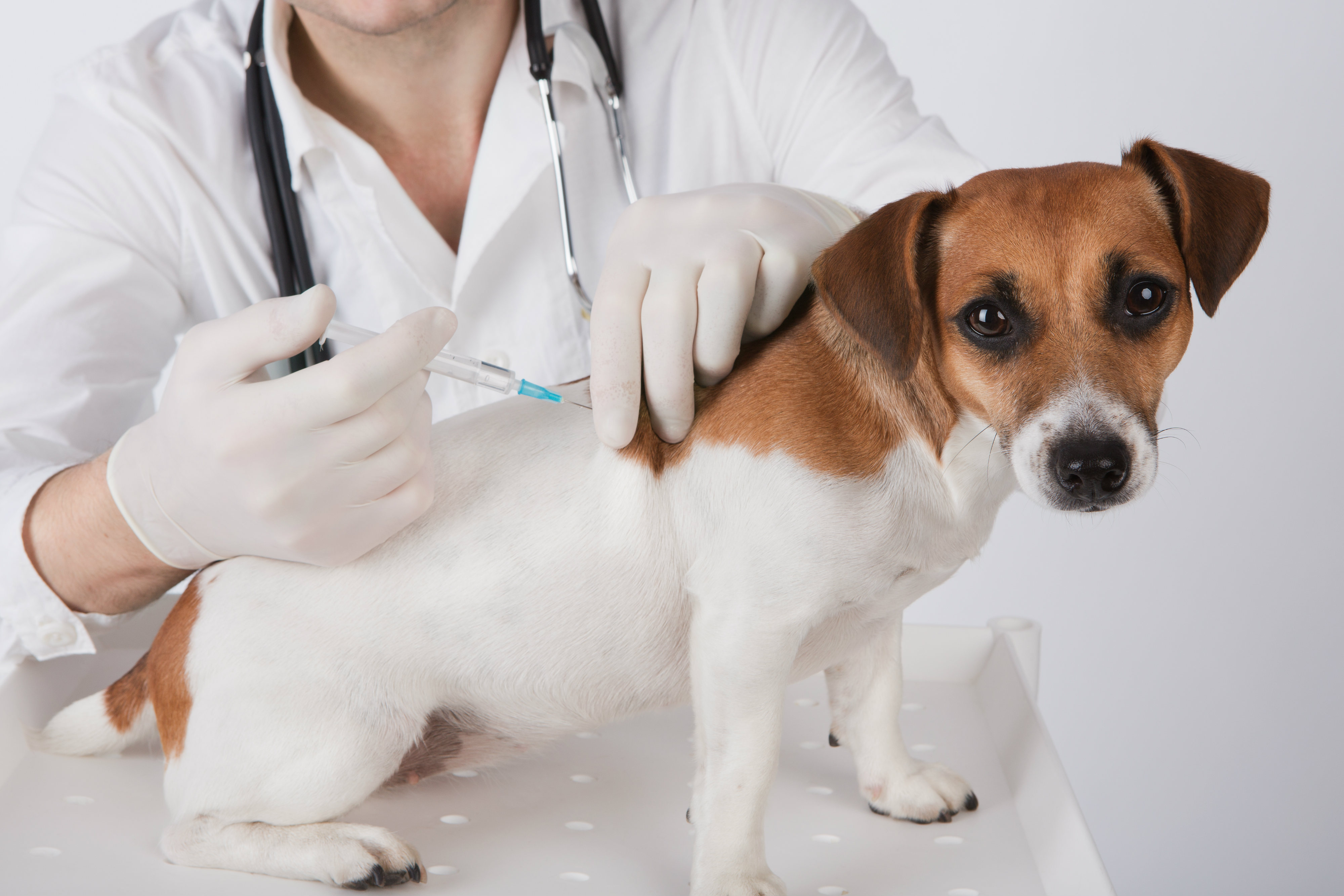 What Is The Name Of Anti Rabies Vaccine For Dogs